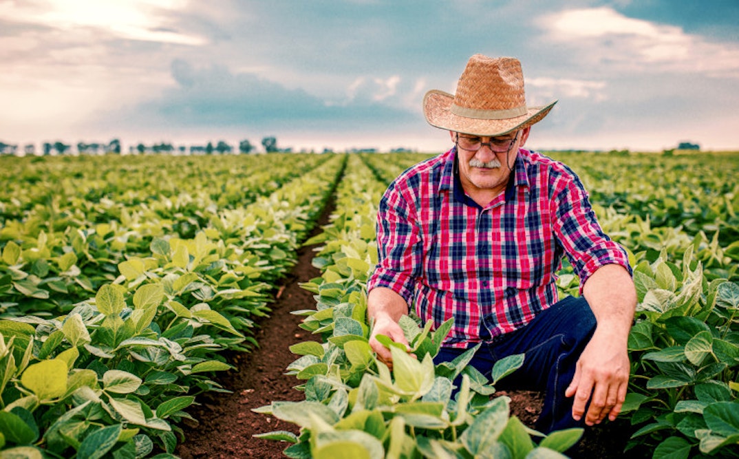 Farmer in a straw hat inspecting green crops in a field under a cloudy sky.
