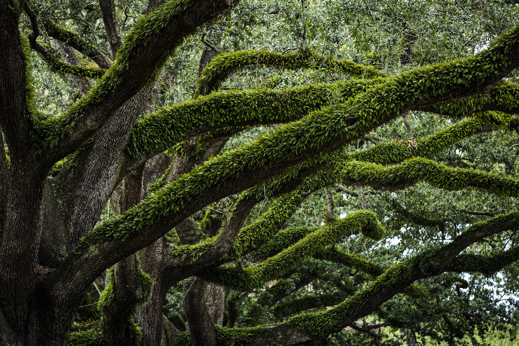 Dark tree branches heavily covered in bright green moss.