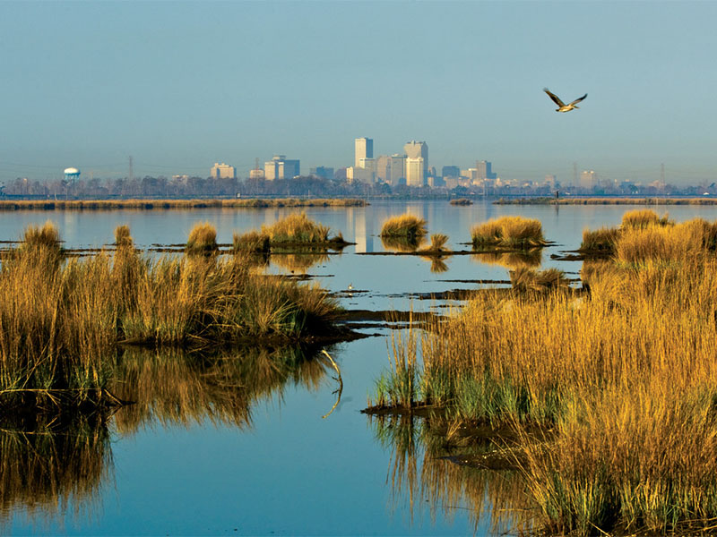 Golden marsh grasses and still water in the foreground, with New Orleans skyline on the horizon and a bird in flight overhead.